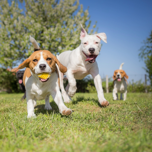 Ein gesunder Hund ist ein glücklicher Hund!