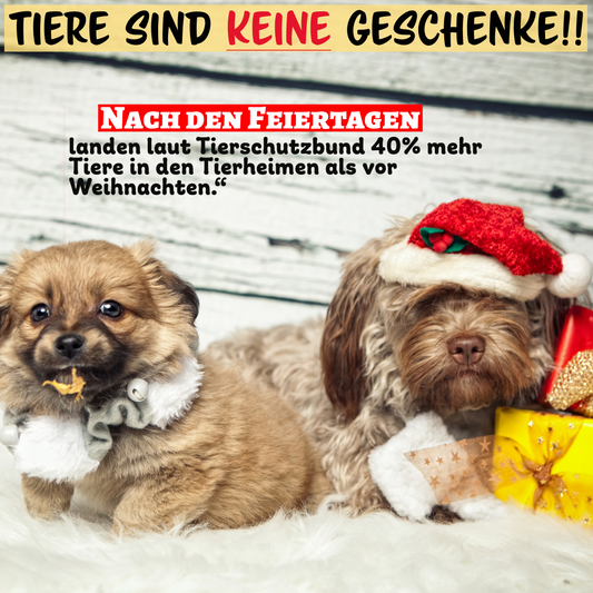 Tiere sind keine Geschenke – Verantwortung, Fürsorge und Liebe zählen